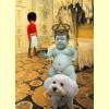 poodle.jpg 115.6K