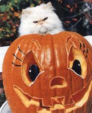 cat_pumpkin.jpg 11.6K