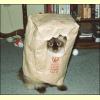 cat_in_a_bag.jpg 28.9K