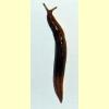 slug.jpg 82.4K
