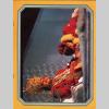 page21_centerfold_maharaji_photo_krishna_crown_with_marolyn.jpg 331.6K